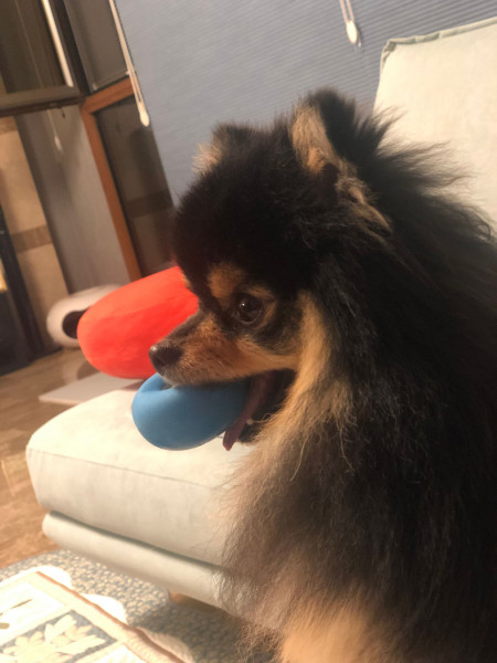 Photo de profil de leston