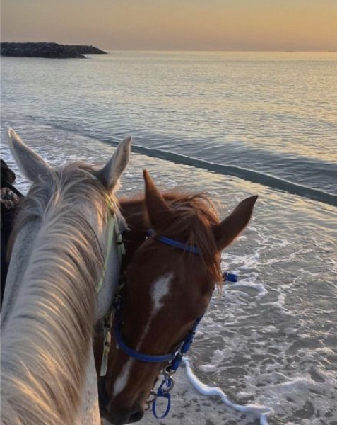 Photo de profil de vihorse