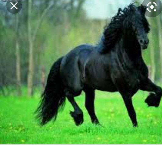 Photo de profil de chevalinlove