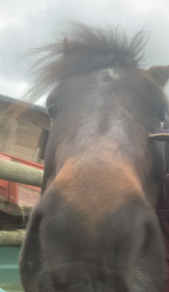 Photo de profil de bertille_equit