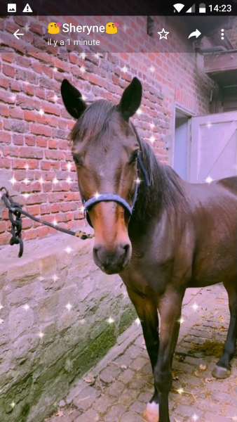 Photo de profil de dounia_chevaux