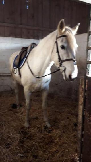 Photo de profil de poney86