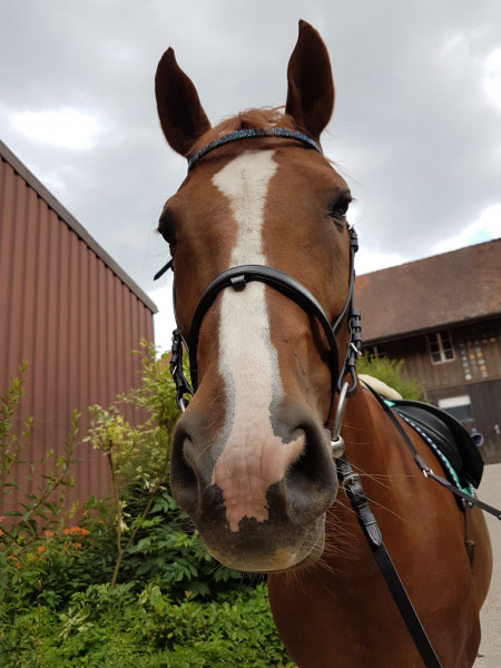 Photo de profil de elgi