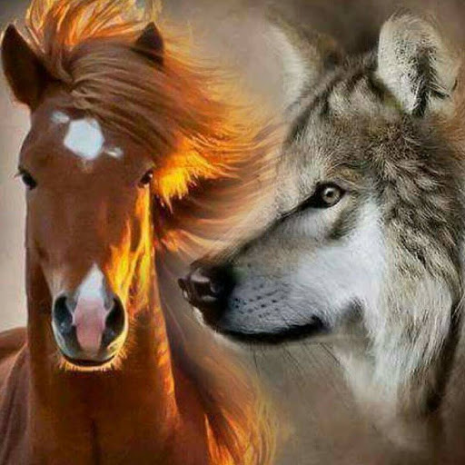 Photo de profil de balto21540