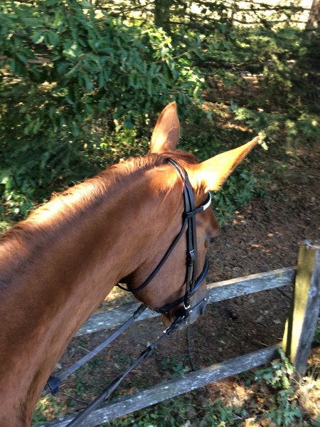 Photo de profil de lauranep