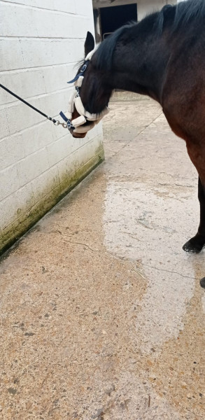 Photo de profil de horse.24