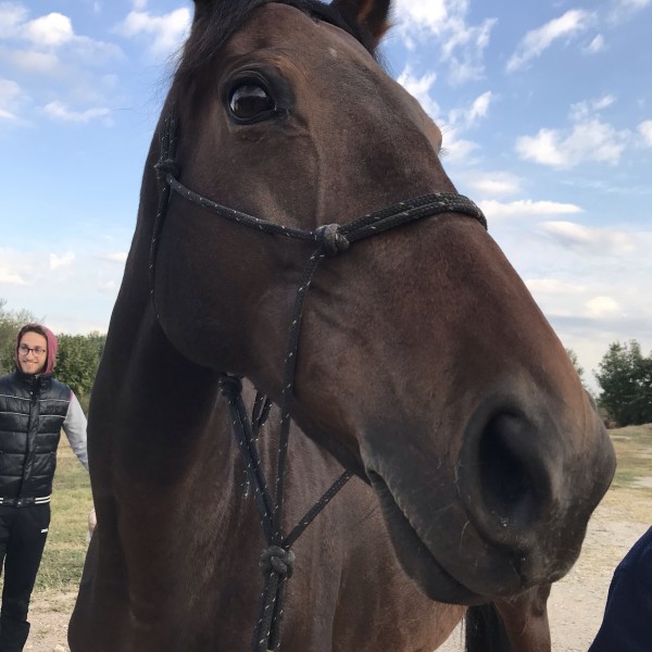 Photo de profil de bricaillou