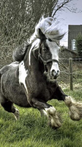 Photo de profil de titibe