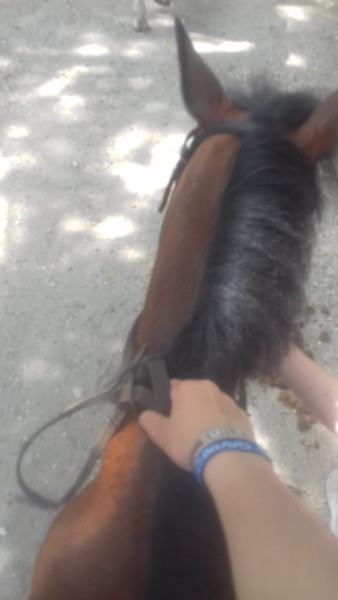 Photo de profil de maelys_caipi