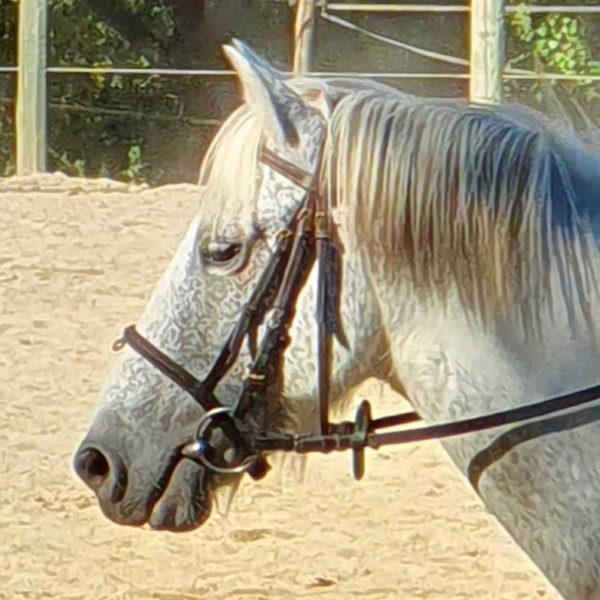 Photo de profil de odeline_drt