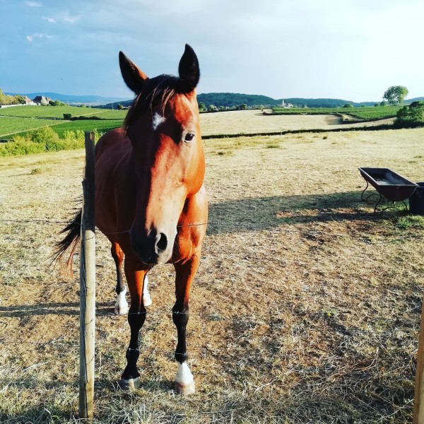 Photo de profil de ihorse