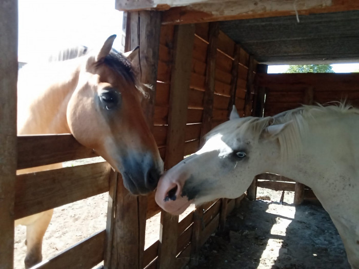 Photo de profil de louane_horse