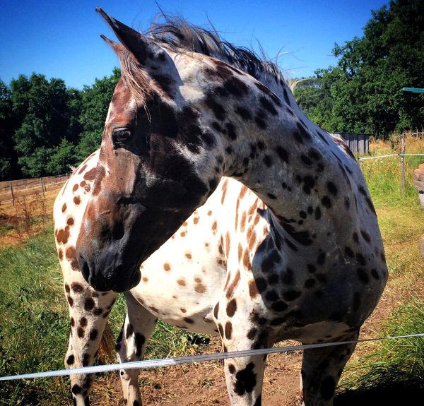 Photo de profil de unecavaliere44