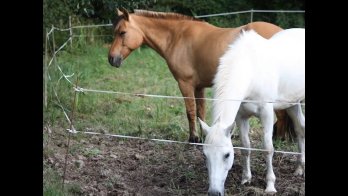 Photo de profil de heloise.horse