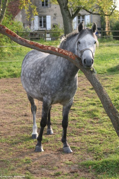 Photo de profil de horsepassion229