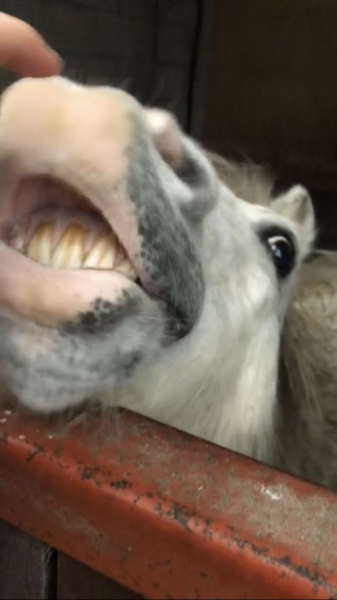 Photo de profil de love.horses