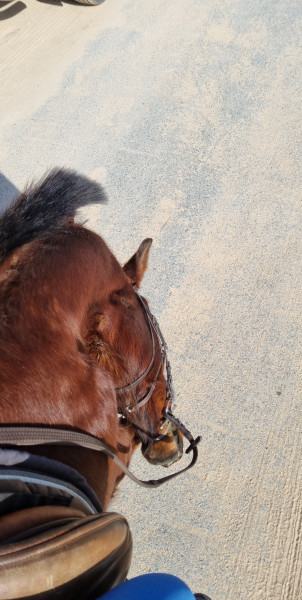 Photo de profil de punchingballe