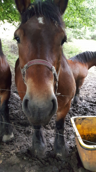 Photo de profil de lacavaliereilo