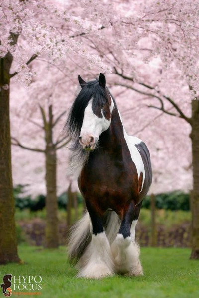 Photo de profil de horselife974
