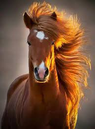 Photo de profil de son_cheval