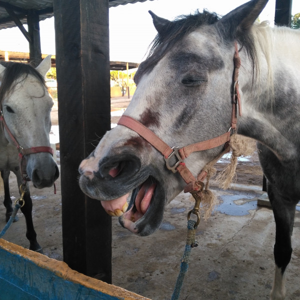 Photo de profil de lili.cheval