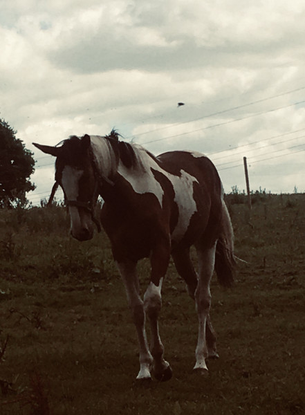 Photo de profil de cavaliere_hanae