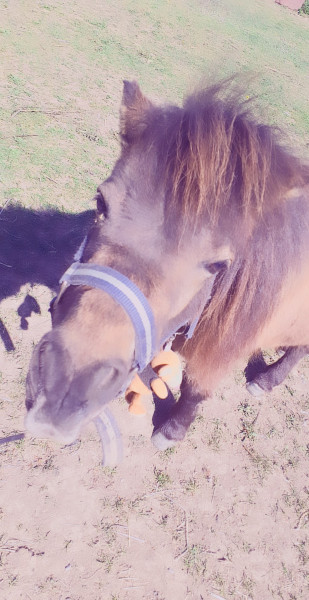 Photo de profil de lepetitapple