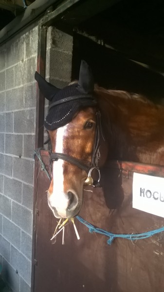 Photo de profil de poneysympa