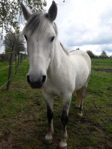 Photo de profil de pegaso23