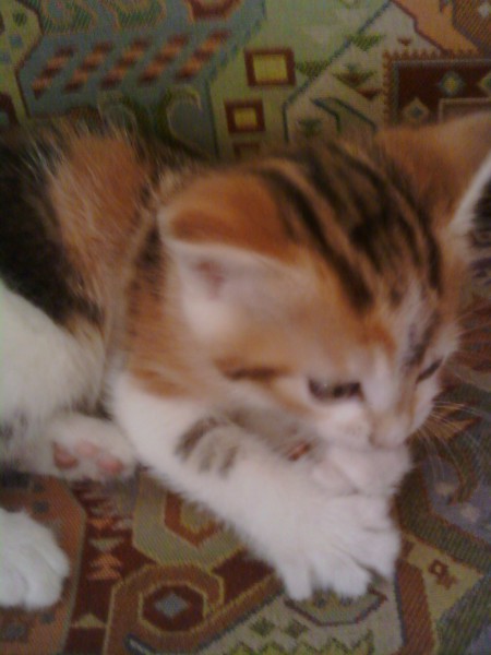 Photo de profil de dalva635