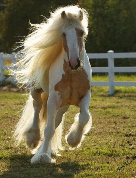 Photo de profil de gloria_poney