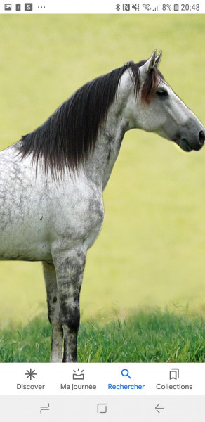 Photo de profil de cheval_world