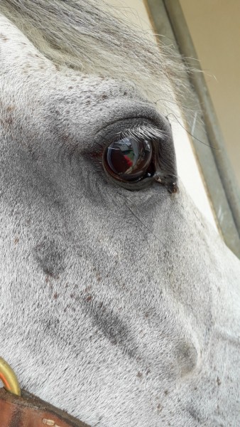 Photo de profil de sas_equi