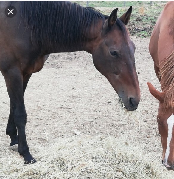 Photo de profil de capucinereine