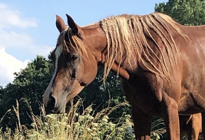 Photo de profil de al_jawahra