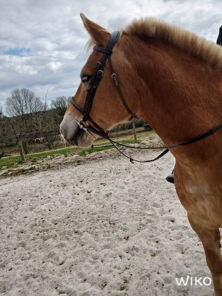 Photo de profil de le.cheval29