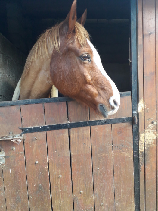 Photo de profil de caro_cheval_95