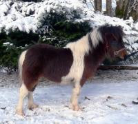 Photo de profil de garancechevaux