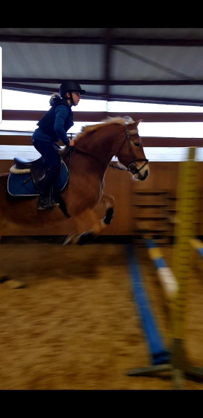 Photo de profil de rorhorse