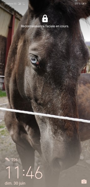 Photo de profil de horse04