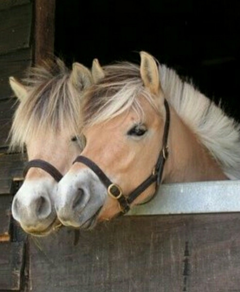 Photo de profil de gazele1