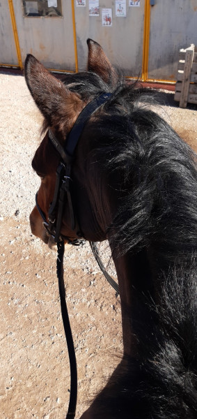 Photo de profil de agathorse