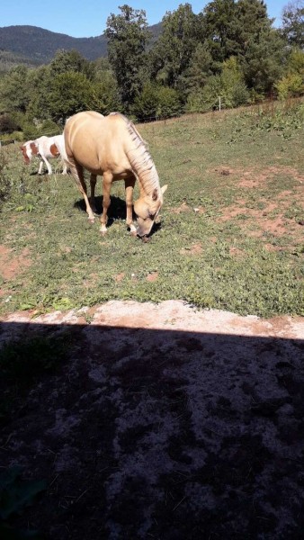 Photo de profil de animoji.poney