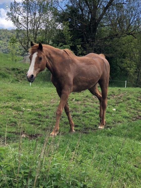 Photo de profil de lechevaldesucre