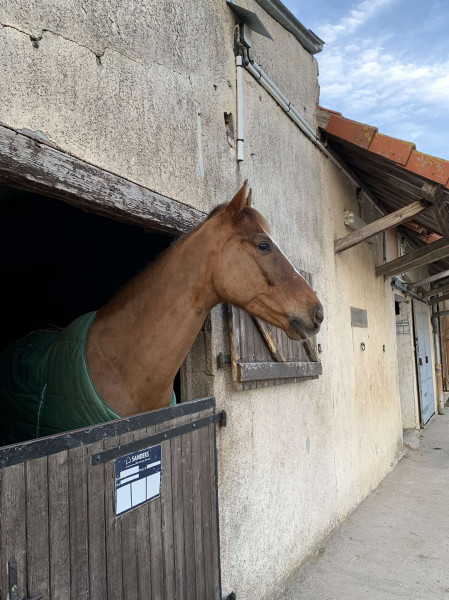 Photo de profil de leahorsing71