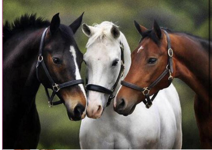 Photo de profil de paulahorse55