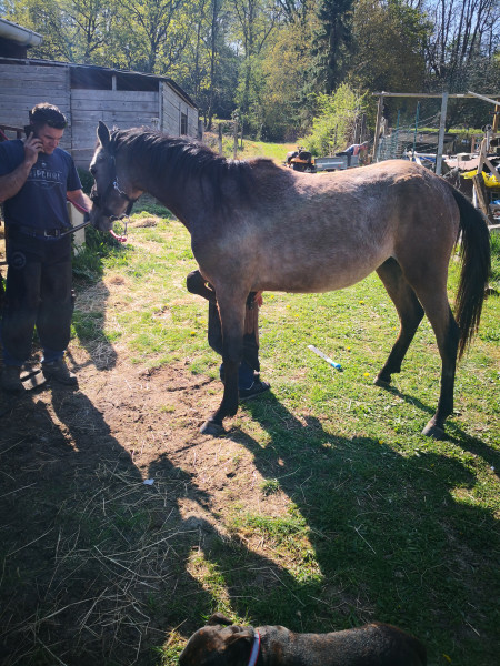 Photo de profil de pino76