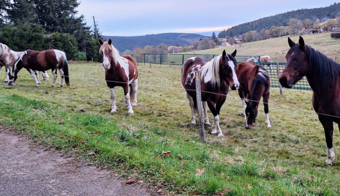 Photo de profil de pintos42