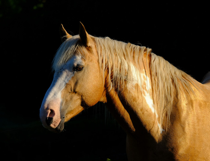 Photo de profil de pioustar