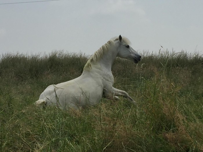 Photo de profil de piratedubignon